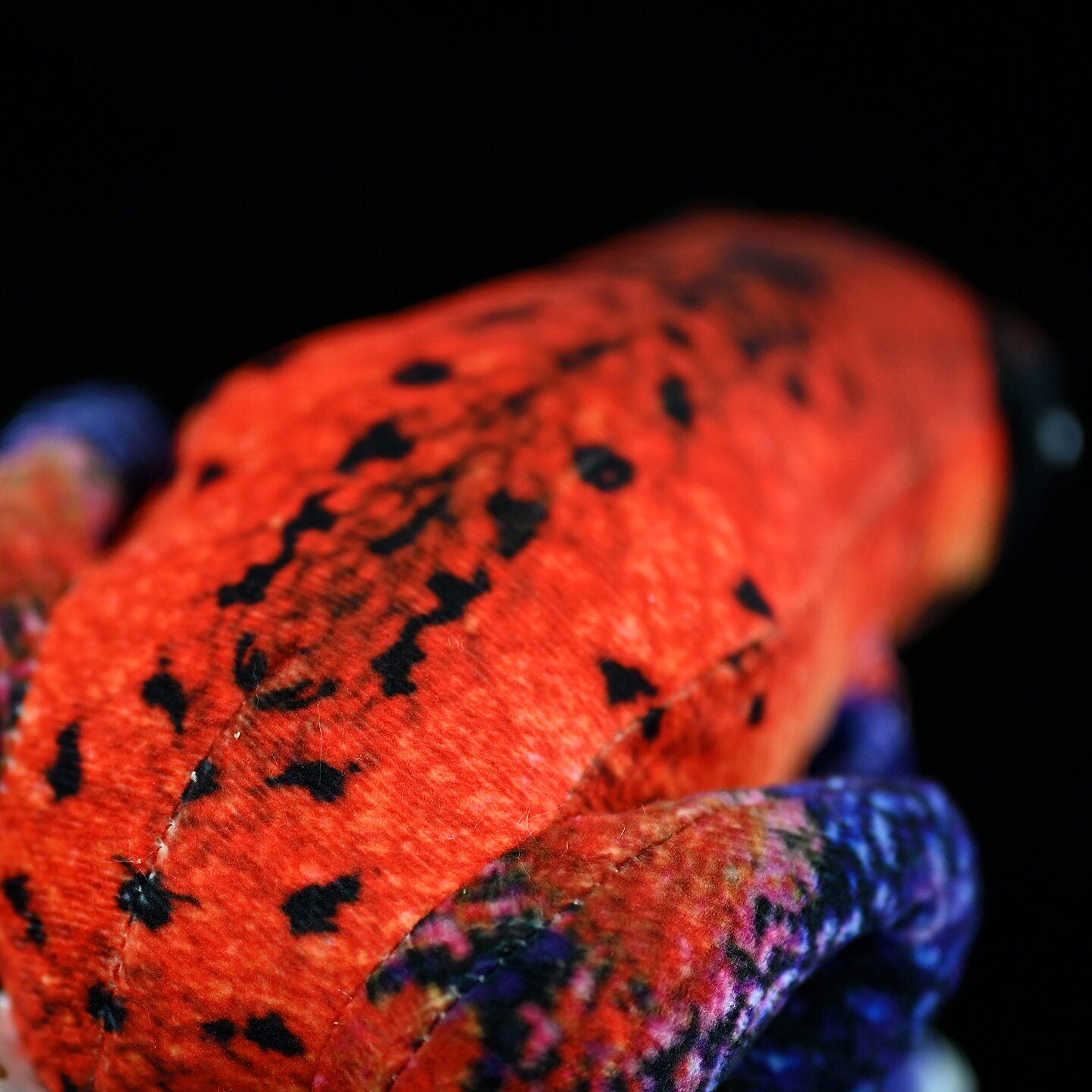 Texture-focused view of Strawberry Poison Dart Frog Plush back and patterns in the Blue Jeans Morph