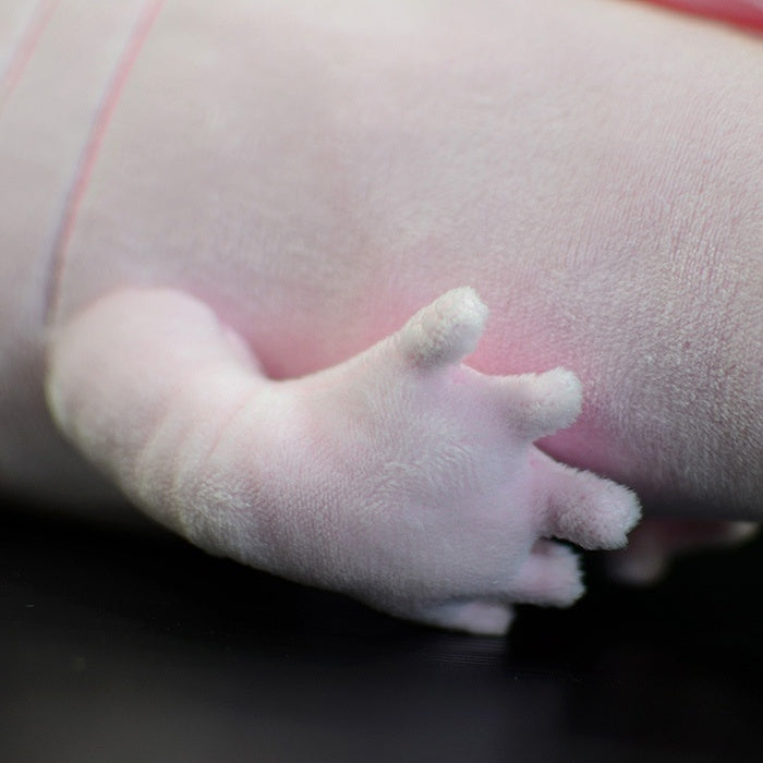 Close-up of a plush axolotl's pink foot by SoftDaysLab, showing intricate design and soft texture