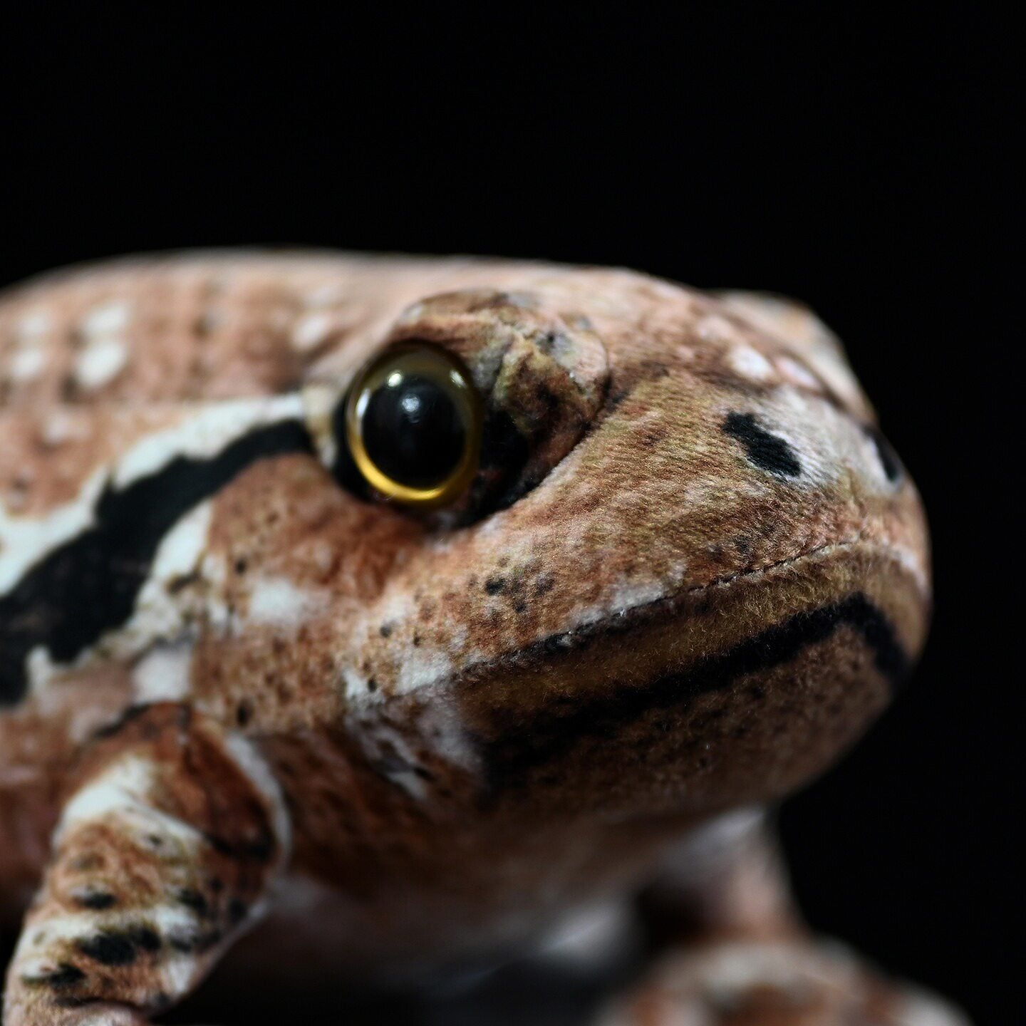 Close-up of Japanese Common Toad plush’s face, showing intricate details and lifelike textures by SoftDaysLab