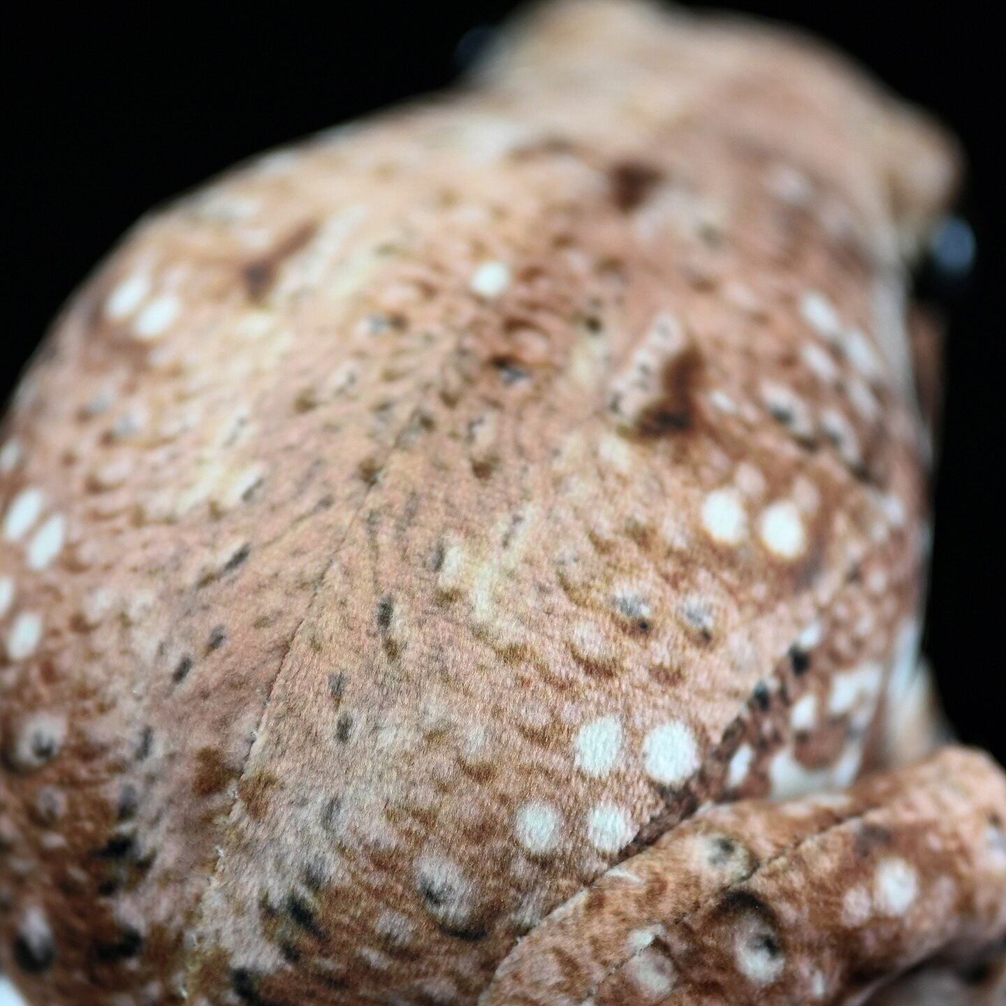Focused view of Japanese Common Toad plush’s textured back, showcasing its naturalistic patterns