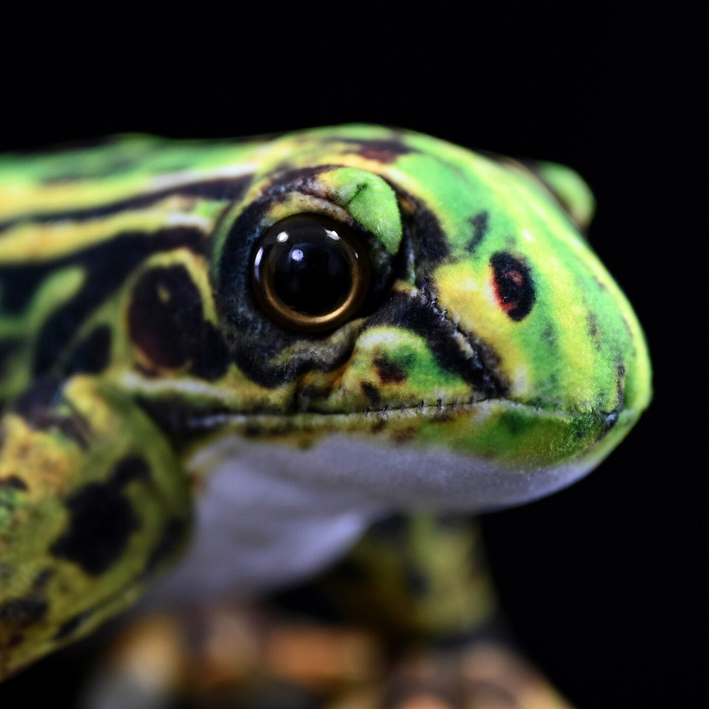 Close-up of the Japanese Black-spotted Pond Frog Plush’s lifelike eye details by SoftDaysLab