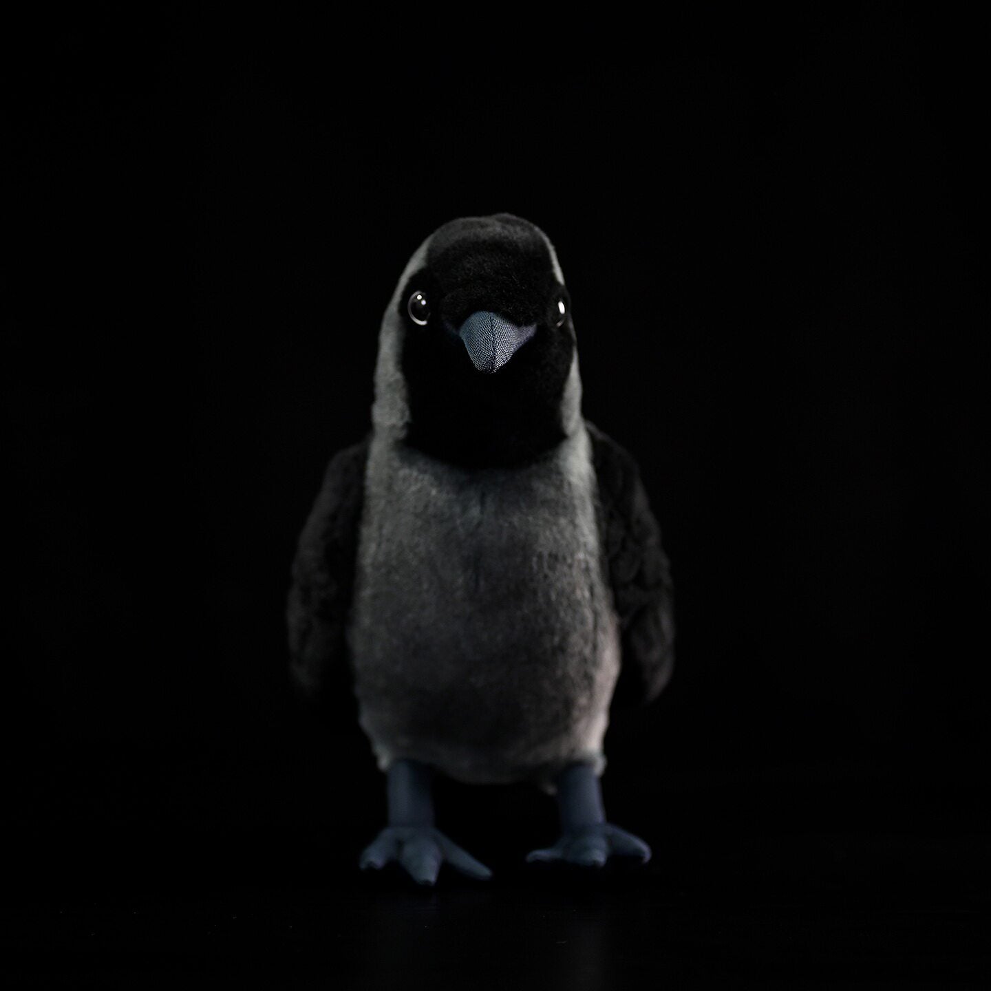 Front-facing view of Western Jackdaw plush by SoftDaysLab, showcasing its lifelike appearance and soft textures