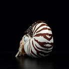 Nautilus Plush Toy – Soft and Realistic Marine Stuffed Animal