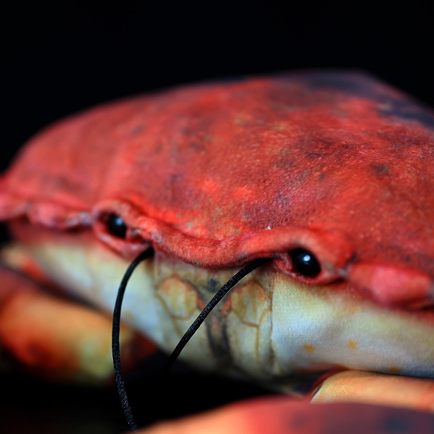 Close-up of the brown crab plush toy's realistic face and stitched details for a lifelike appearance