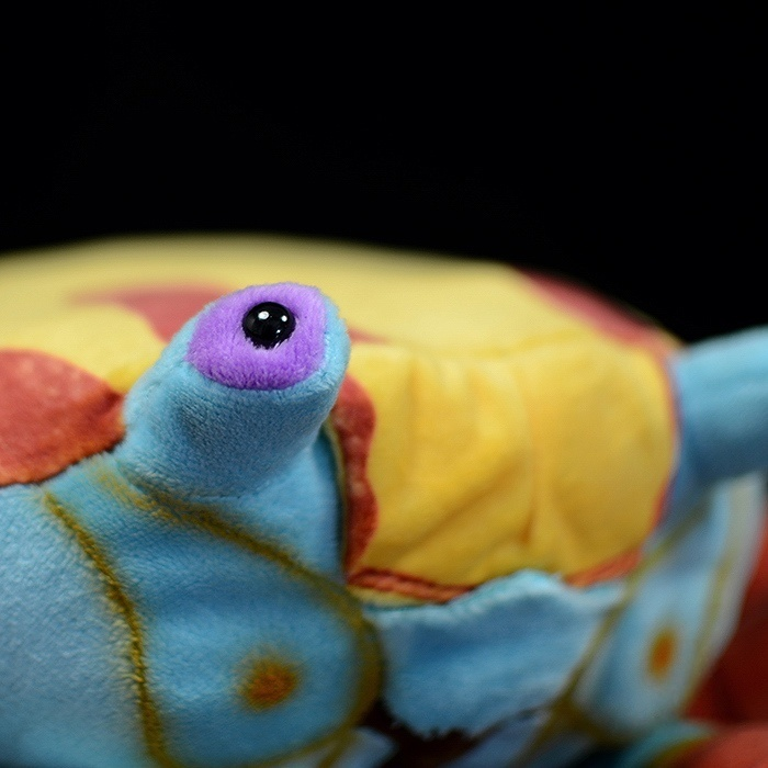 Close-up of Sally Lightfoot Crab plush eye, realistic and colorful marine stuffed animal for nature enthusiasts