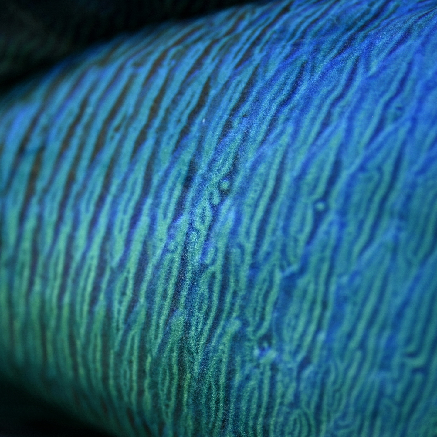 Close-up of the plush toy’s textured body, showcasing the lifelike patterns of the Humphead Wrasse