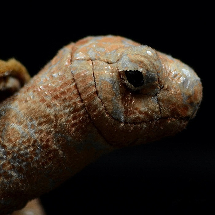 Close-up of Galápagos tortoise plush head, highlighting lifelike eyes and textured skin design by SoftDaysLab