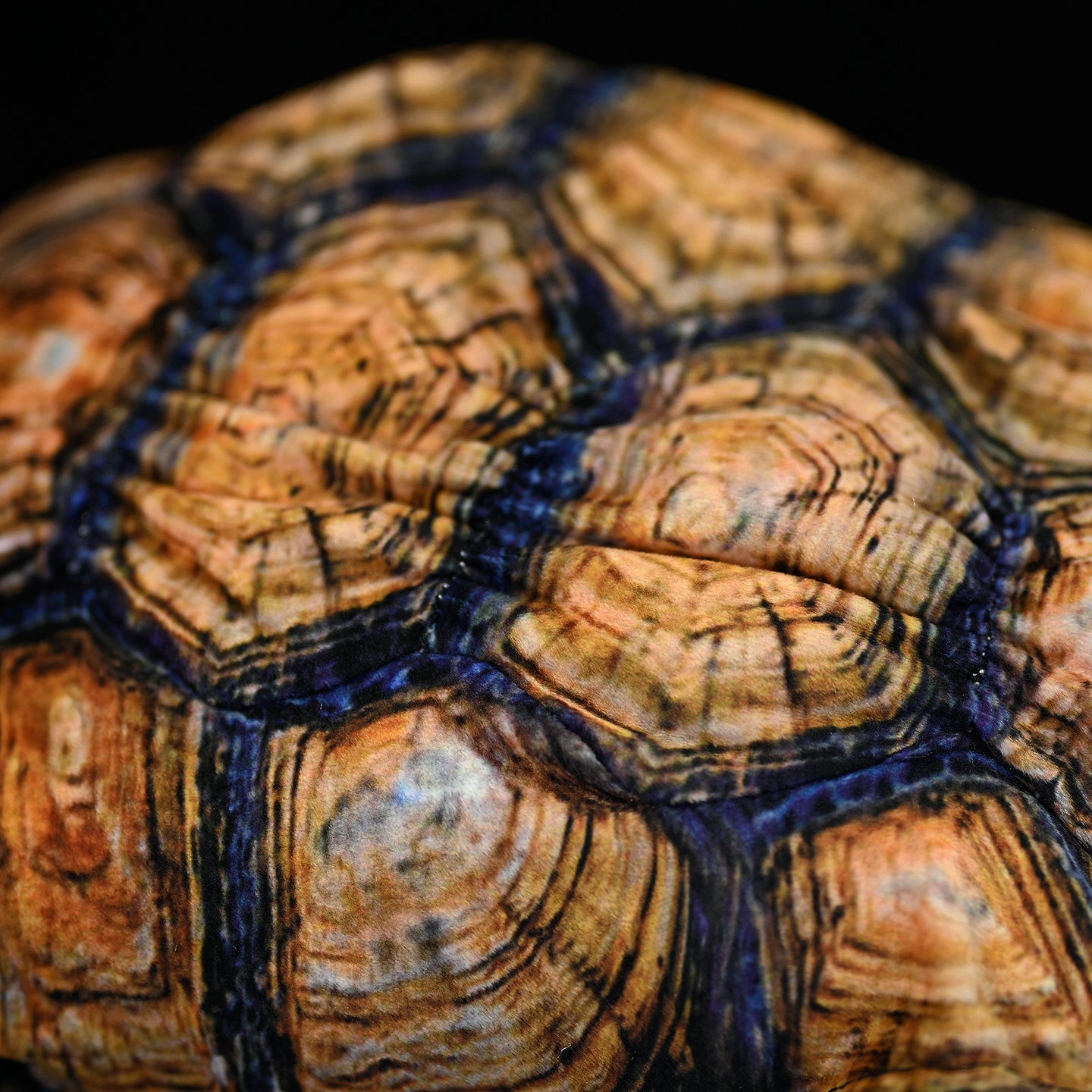 Detailed view of the Galápagos giant tortoise plush shell, showcasing intricate, realistic patterns