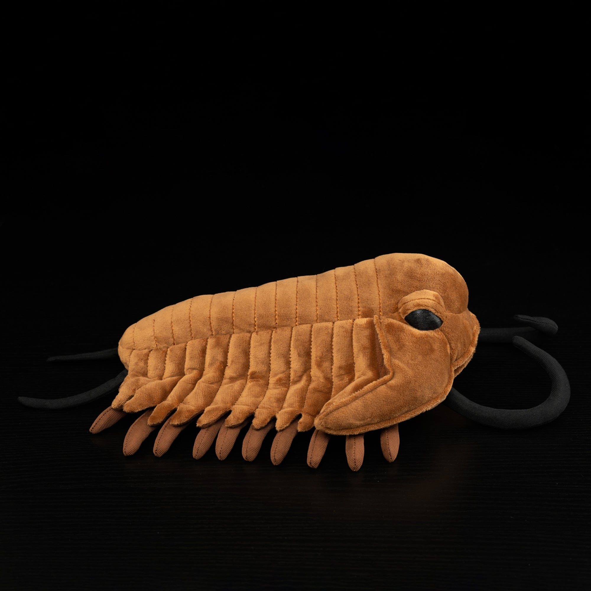 Side view of Redlichiida trilobite plush toy with lifelike details, perfect for prehistoric fans by SoftDaysLab