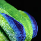 Detailed back texture of a SoftDaysLab red-eyed tree frog plush with lifelike green and blue color patterns