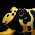 Realistic Yellow-Banded Poison Dart Frog Plush – Lifelike and Soft