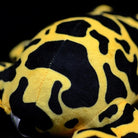 Detailed view of the plush frog’s back patterns, replicating natural markings of the species