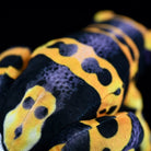Back close-up of Yellow-Banded Poison Dart Frog Plush showcasing fine yellow-and-black markings
