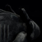 Detailed look at the gills of Black Melanoid Axolotl Plush Toy by SoftDaysLab, realistic and soft