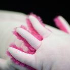Close-up of pink gills on stuffed axolotl toy by SoftDaysLab, highlighting realistic texture and design