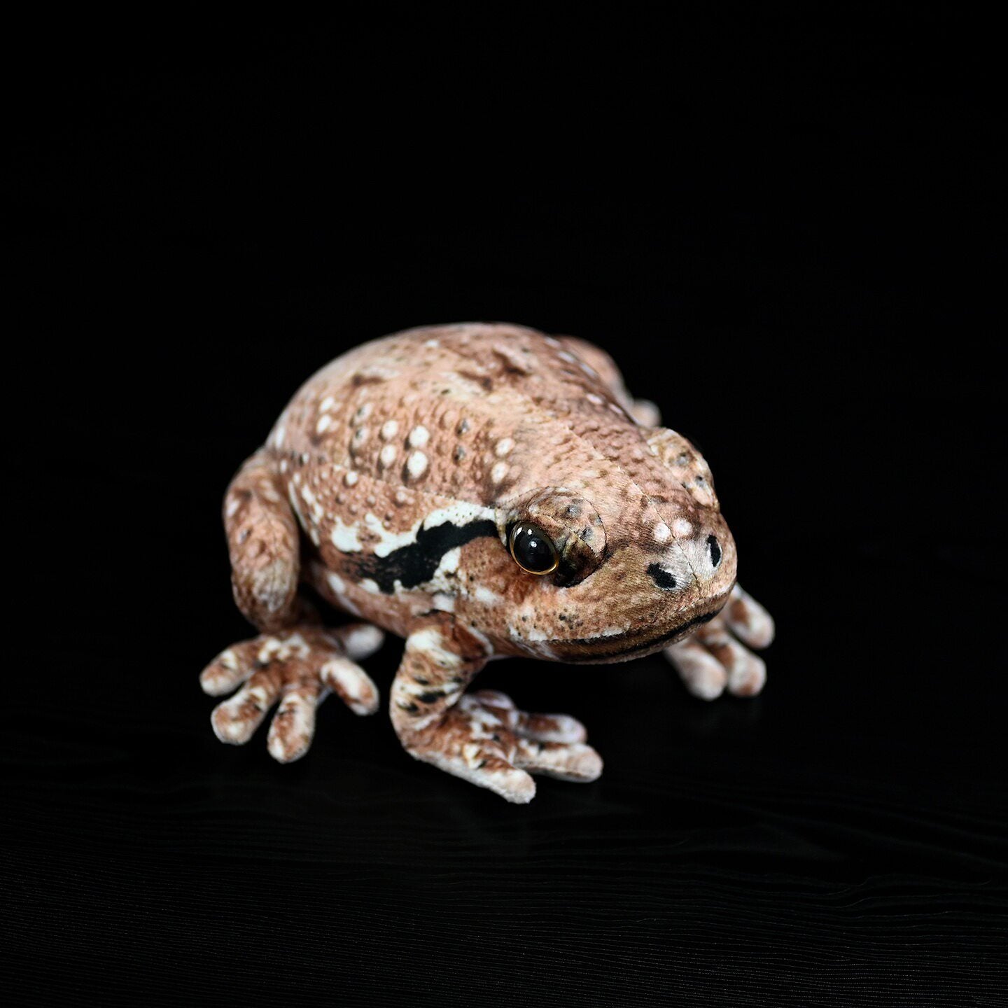 Top-down view of Japanese Common Toad plush emphasizing its realistic pattern and robust design
