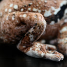Close-up of Japanese Common Toad plush’s detailed foot, replicating realistic amphibian anatomy