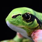 Close-up of Japanese Tree Frog Plush’s realistic eye detail, highlighting its careful craftsmanship