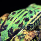Detailed view of the Japanese Black-spotted Pond Frog Plush’s textured back with realistic patterns