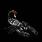 Realistic Dwarf Wood Scorpion Plush Toy – Soft and Lifelike
