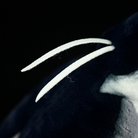 Black-crowned Night Heron plush toy with detailed white head plumes, emphasizing lifelike craftsmanship