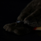 Adorable Red-Whiskered Bulbul Cute Bird Plush – Realistic and Chubby Design