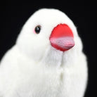 Detailed view of White Java Sparrow bird plush focusing on its soft beak and fluffy feathers