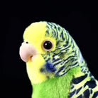 Close-up of the Budgerigar Plush Toy’s realistic face, featuring intricate feather details and lifelike eyes