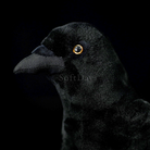 Realistic American Crow Plush Toy – Soft and Huggable Bird Companion