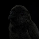 Slightly angled view of the adorable carrion crow plush toy with its soft, fluffy body