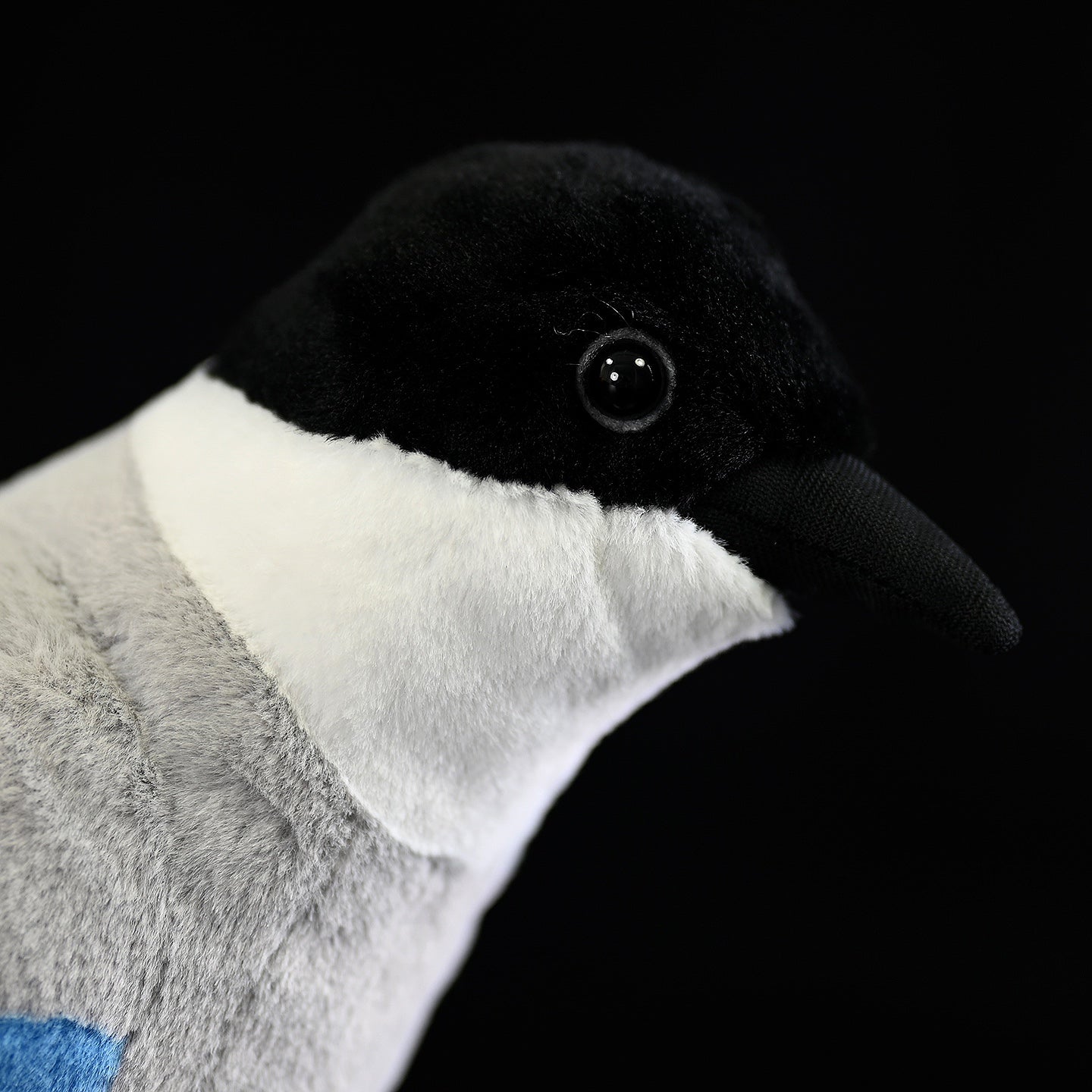  Close-up of an azure-winged magpie plush toy’s lifelike black head and glossy eyes