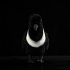 Front view of a Collared Crow stuffed toy showcasing its ring-necked design and lifelike craftsmanship