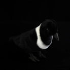 Top-front angle of a lifelike Collared Crow stuffed animal with soft, realistic features by SoftDaysLab