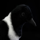 Close-up of a Collared Crow plush toy’s face, showcasing its lifelike eyes and detailed beak
