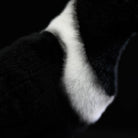 Close-up of the Collared Crow plush toy's white collar, highlighting its soft and realistic texture