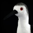 Detailed view of the Black-winged Stilt plush toy's red eyes and black beak, capturing its realistic look
