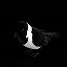 Top-down view of Daurian Jackdaw plush toy showcasing detailed black and white plumage by SoftDaysLab