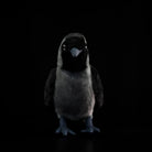 Front-facing view of Western Jackdaw plush by SoftDaysLab, showcasing its lifelike appearance and soft textures