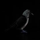 Side view of a realistic Western Jackdaw stuffed toy with detailed plumage and natural coloration