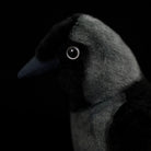 Close-up of Western Jackdaw stuffed animal head, revealing lifelike details and signature pale eye