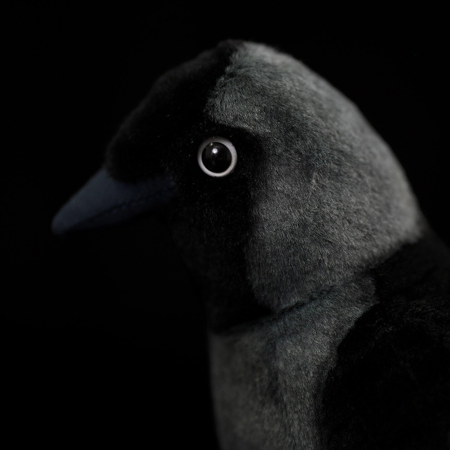 Close-up of Western Jackdaw stuffed animal head, revealing lifelike details and signature pale eye