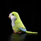 Side profile of Monk Parakeet plush toy by SoftDaysLab®, perfect for bird lovers and collectors