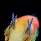 Close-up of Sun Conure plush toy's grey feet by SoftDaysLab®, enhancing its attention to realistic features