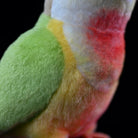 Detailed view of the Pineapple Green-cheeked Conure plush body by SoftDaysLab®, showcasing vibrant colors and soft fabric