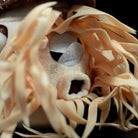 Nautilus Plush Toy – Soft and Realistic Marine Stuffed Animal