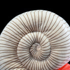 Detailed close-up of the spiral-striped shell on Perisphinctes ammonite plush, replicating the fossil patterns of ancient ammonites