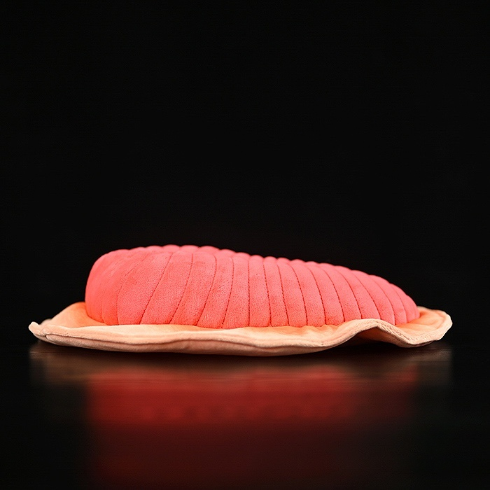 Dickinsonia Prehistoric Creature Plush Toy – Soft, Lifelike, and Perfect for Science Lovers