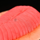 Dickinsonia Prehistoric Creature Plush Toy – Soft, Lifelike, and Perfect for Science Lovers