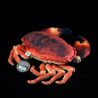 Realistic Edible Crab Plush – Soft Stuffed European Brown Crab