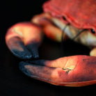Close-up of the brown crab plush toy's detailed claws, showing realistic textures and colors
